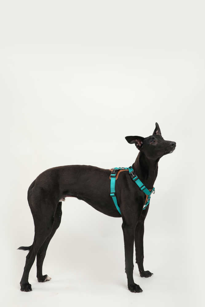 Dog Harness - PawsAndUnion