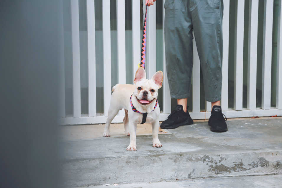 Dog Leash - PawsAndUnion