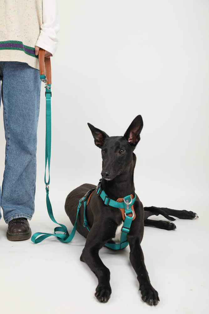 Dog Harness - PawsAndUnion