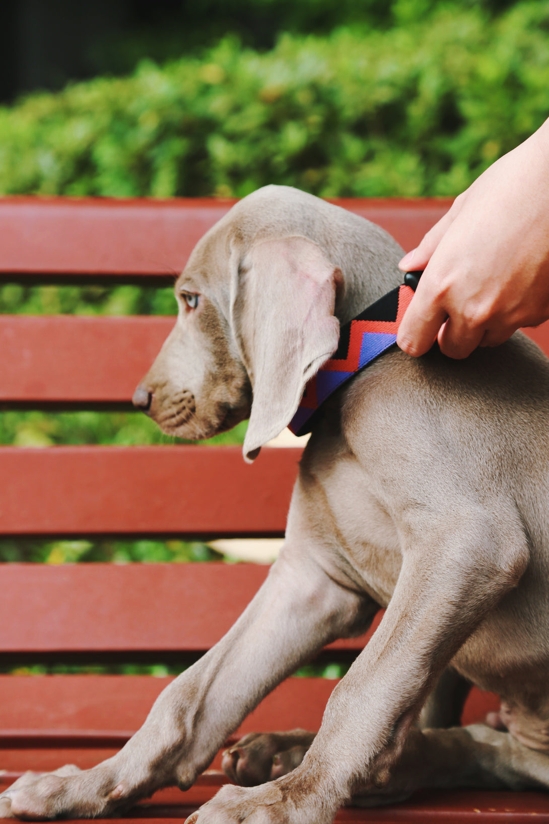 Dog Collar - PawsAndUnion