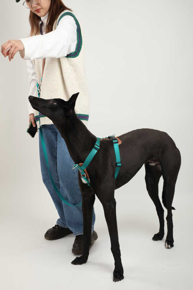 Dog Harness - PawsAndUnion