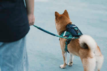 Reflective Dog Harness - PawsAndUnion