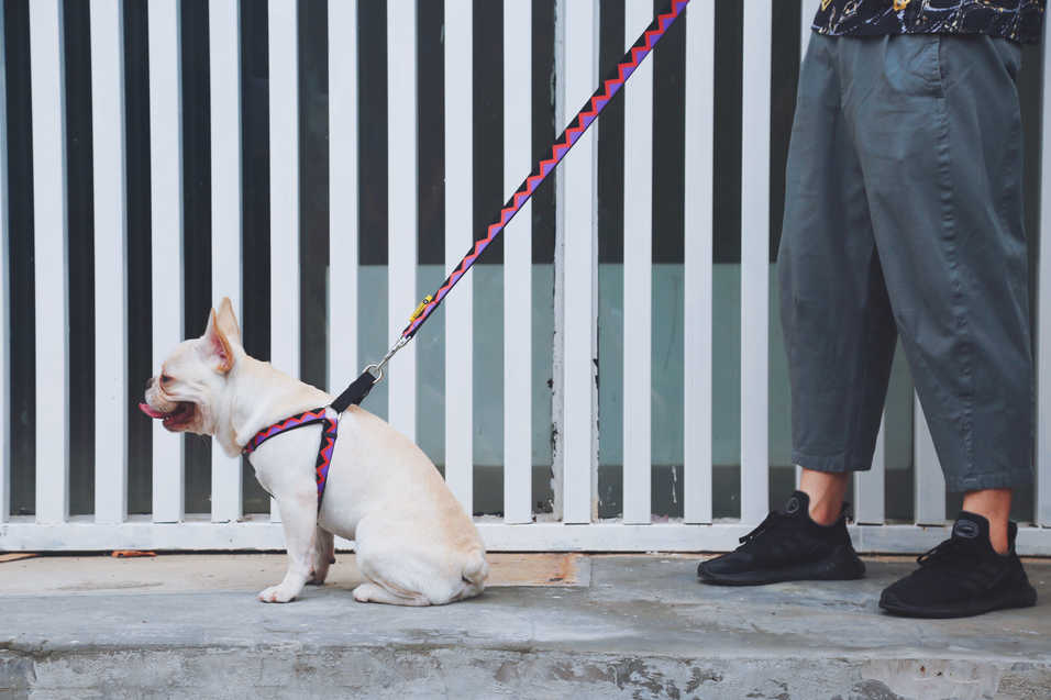 Dog Leash - PawsAndUnion