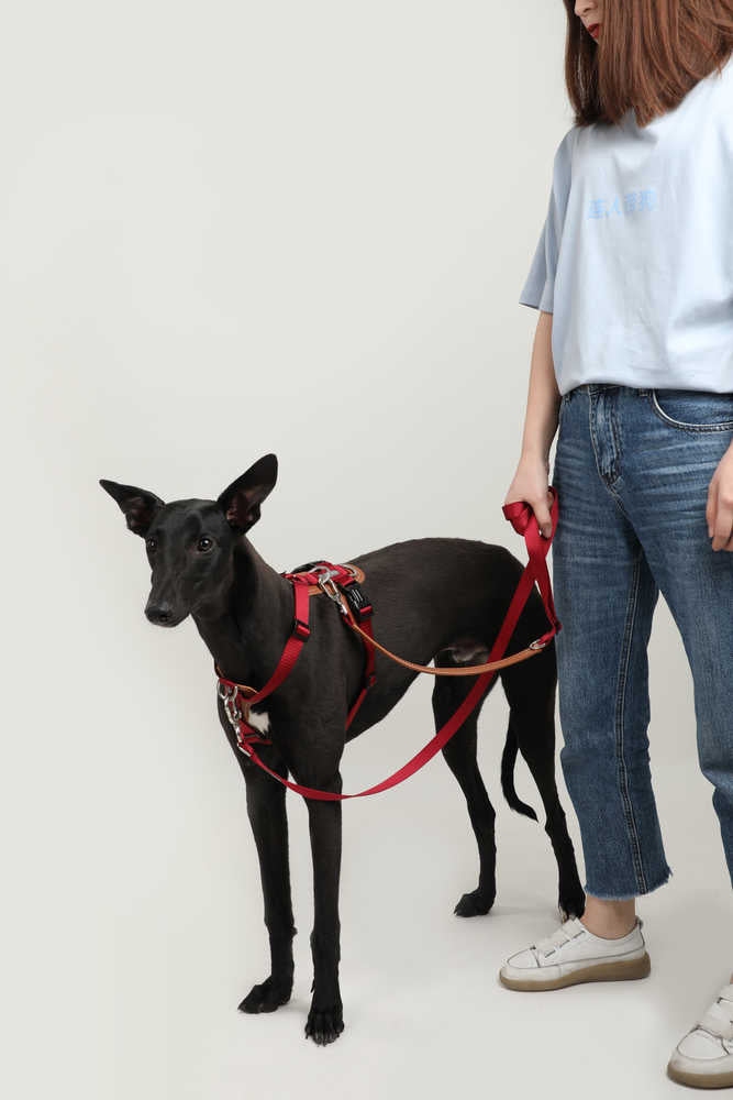 Dog Harness - PawsAndUnion