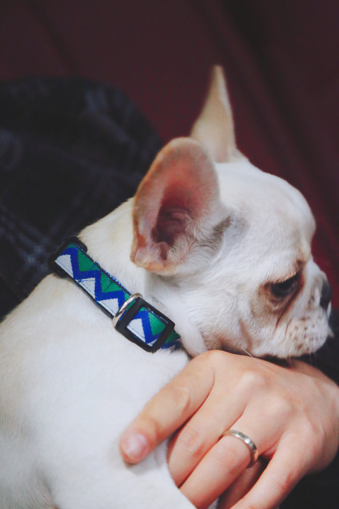 Dog Collar - PawsAndUnion