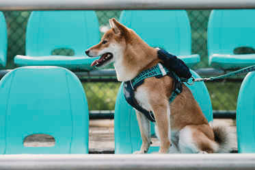 Reflective Dog Harness - PawsAndUnion