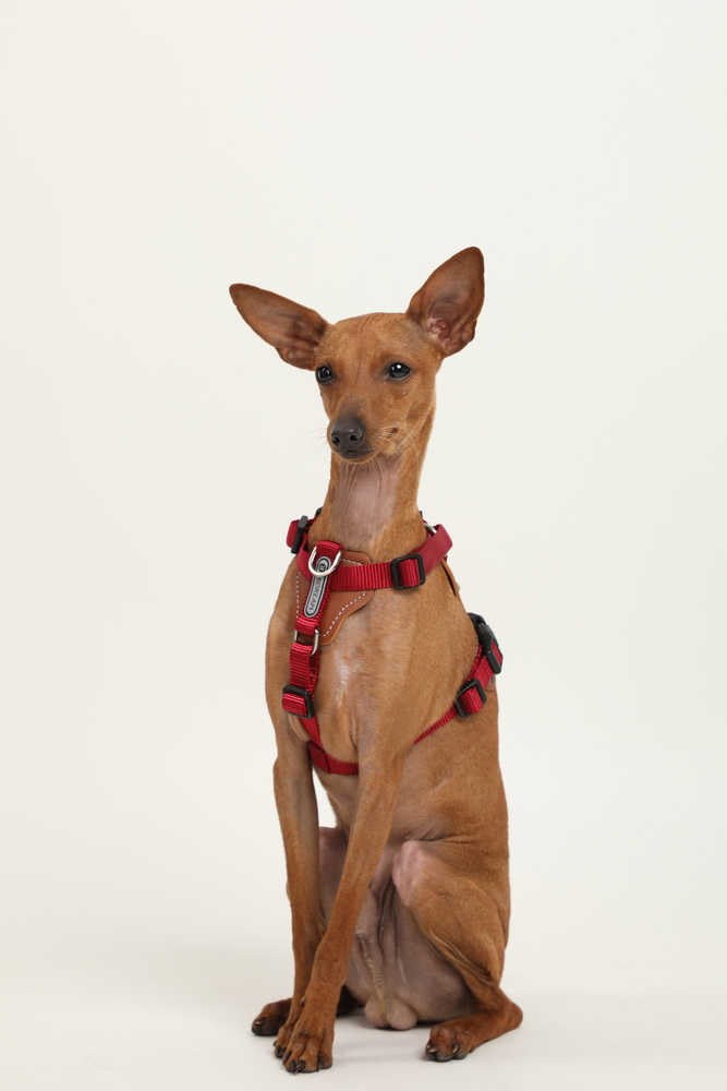 Dog Harness - PawsAndUnion