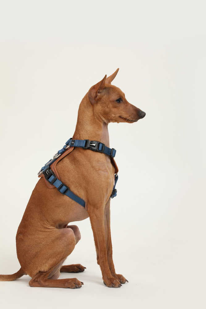 Dog Harness - PawsAndUnion