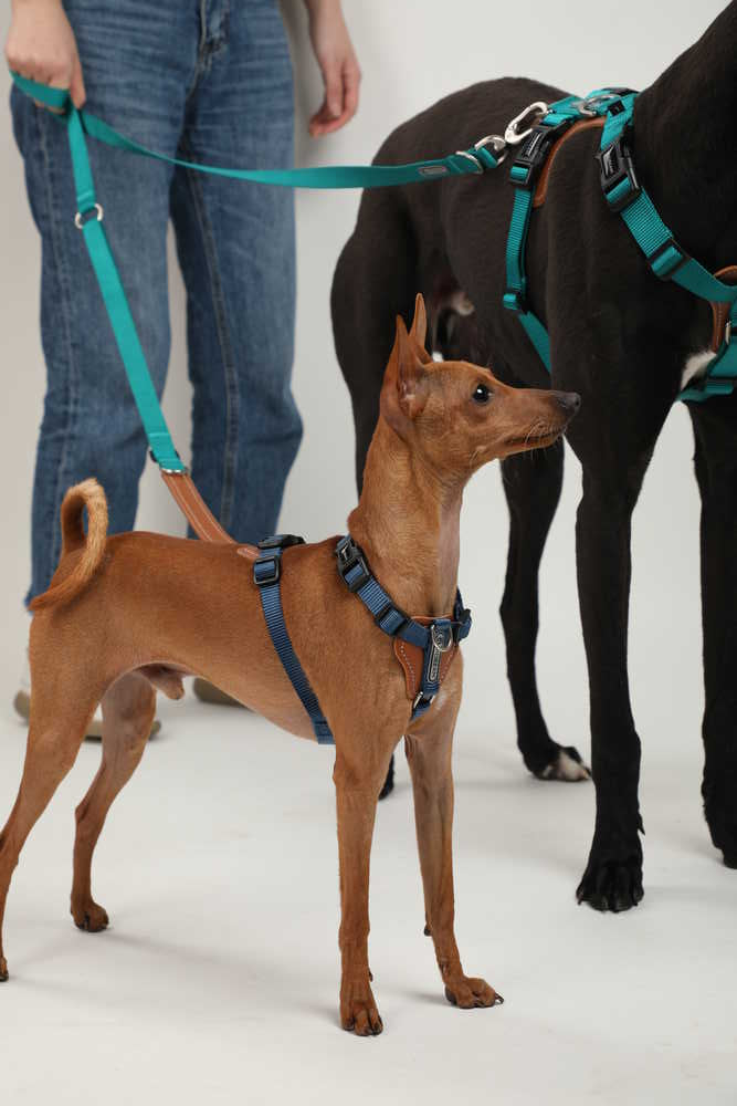 Dog Harness - PawsAndUnion