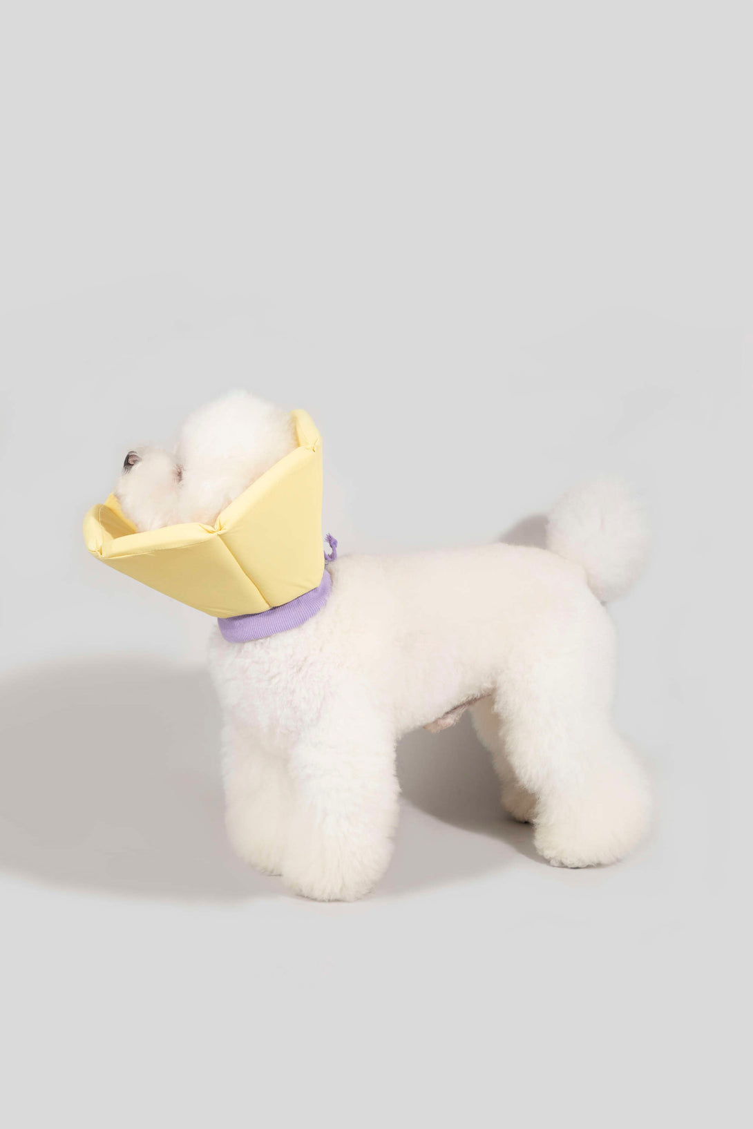 Dog & Cat Foam Cone Collar - PawsAndUnion