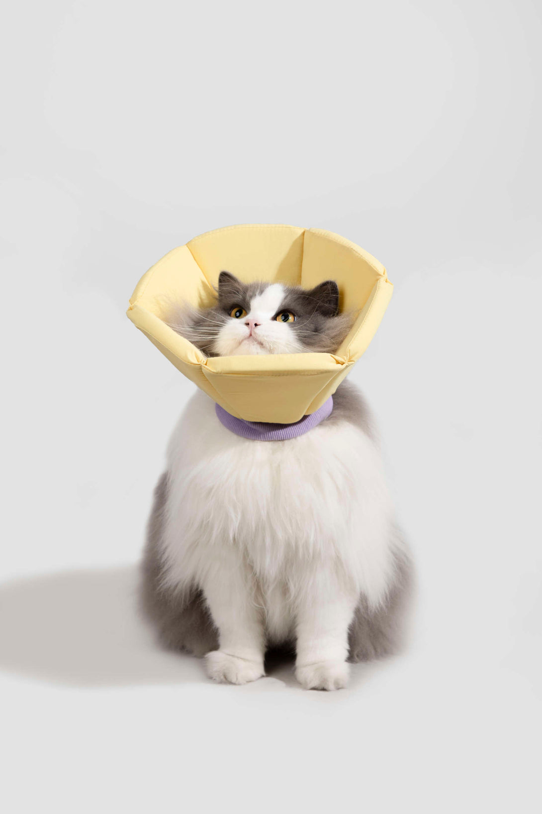 Dog & Cat Foam Cone Collar - PawsAndUnion