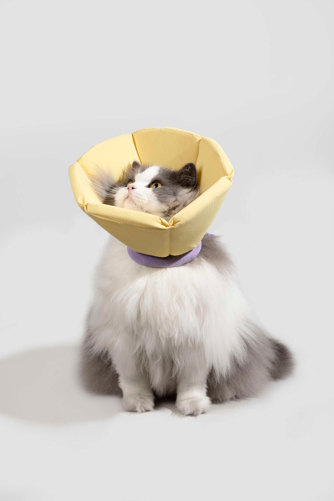 Dog & Cat Foam Cone Collar - PawsAndUnion