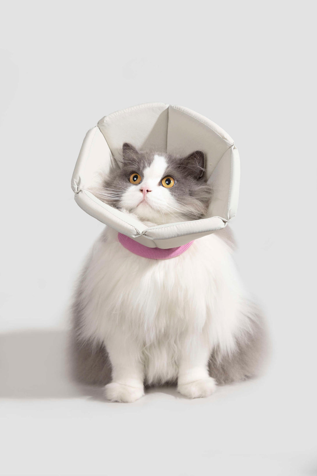 Dog & Cat Foam Cone Collar - PawsAndUnion