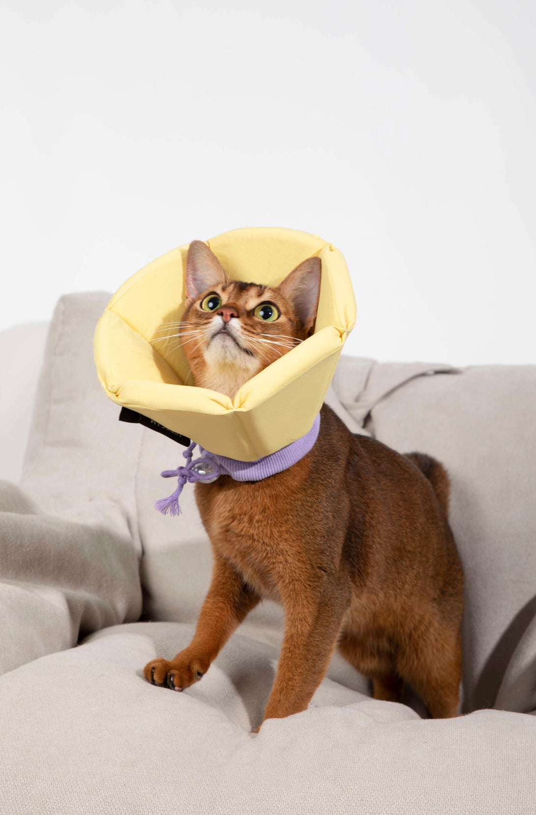 Dog & Cat Foam Cone Collar - PawsAndUnion