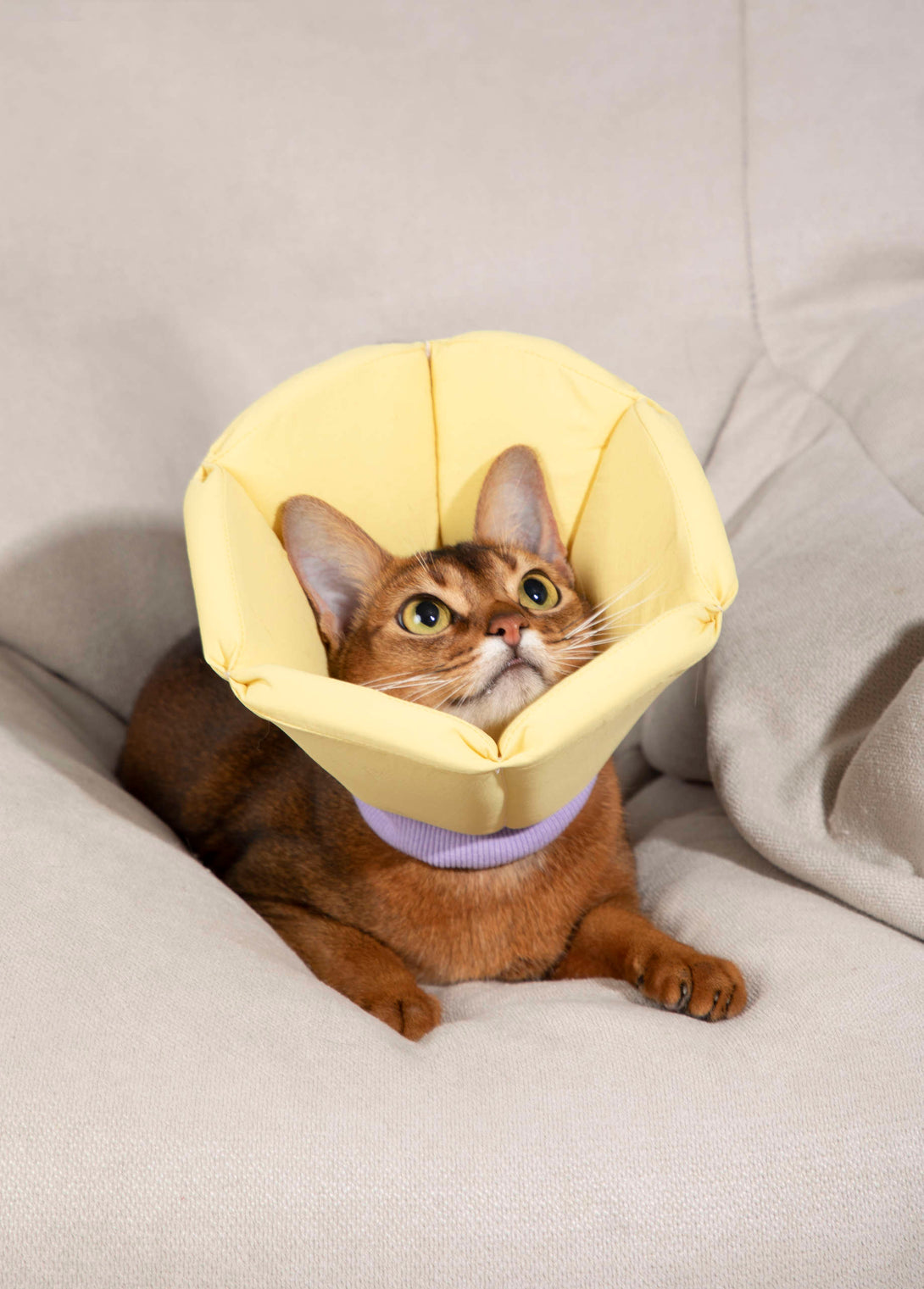 Dog & Cat Foam Cone Collar - PawsAndUnion