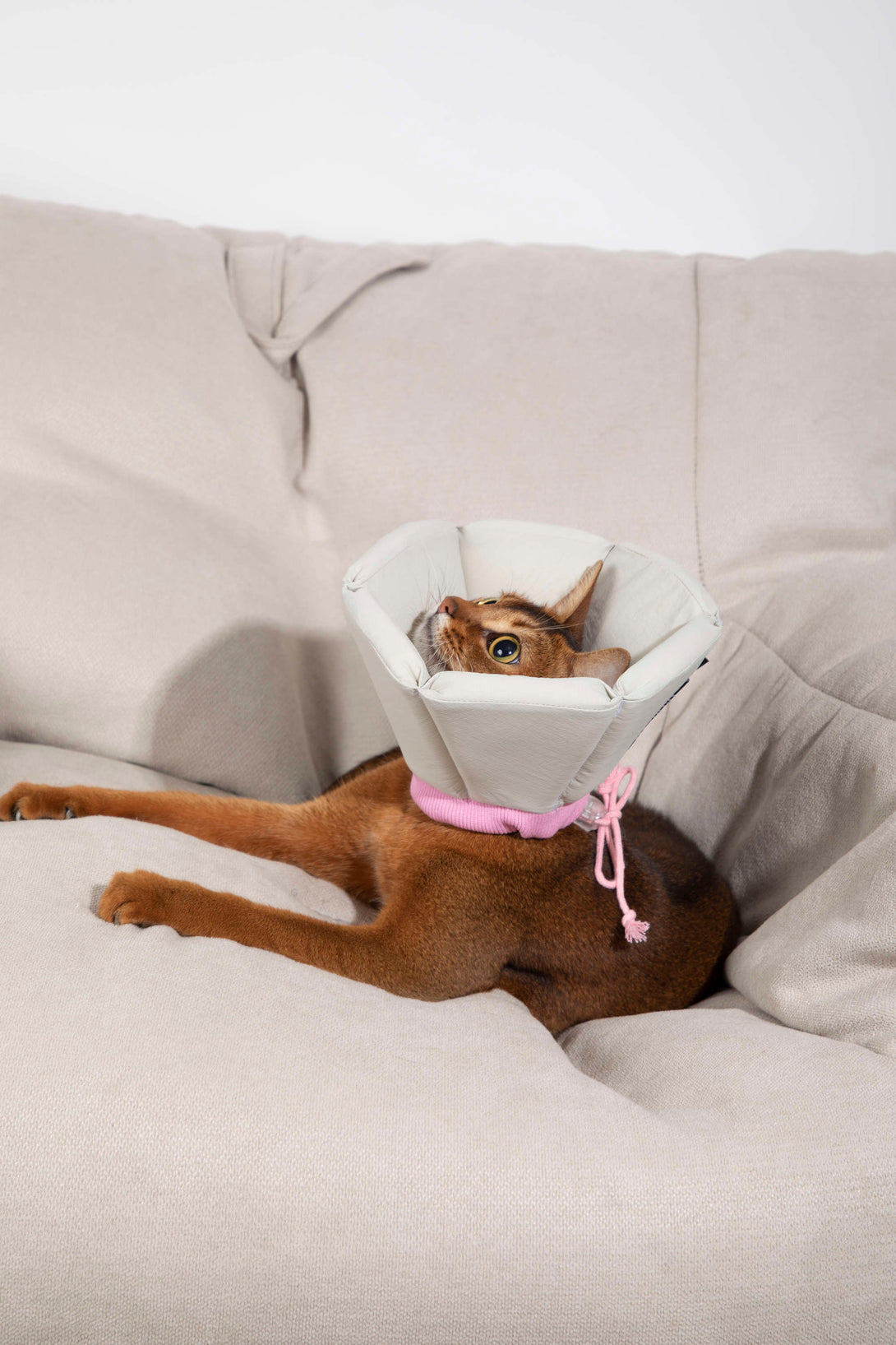 Dog & Cat Foam Cone Collar - PawsAndUnion