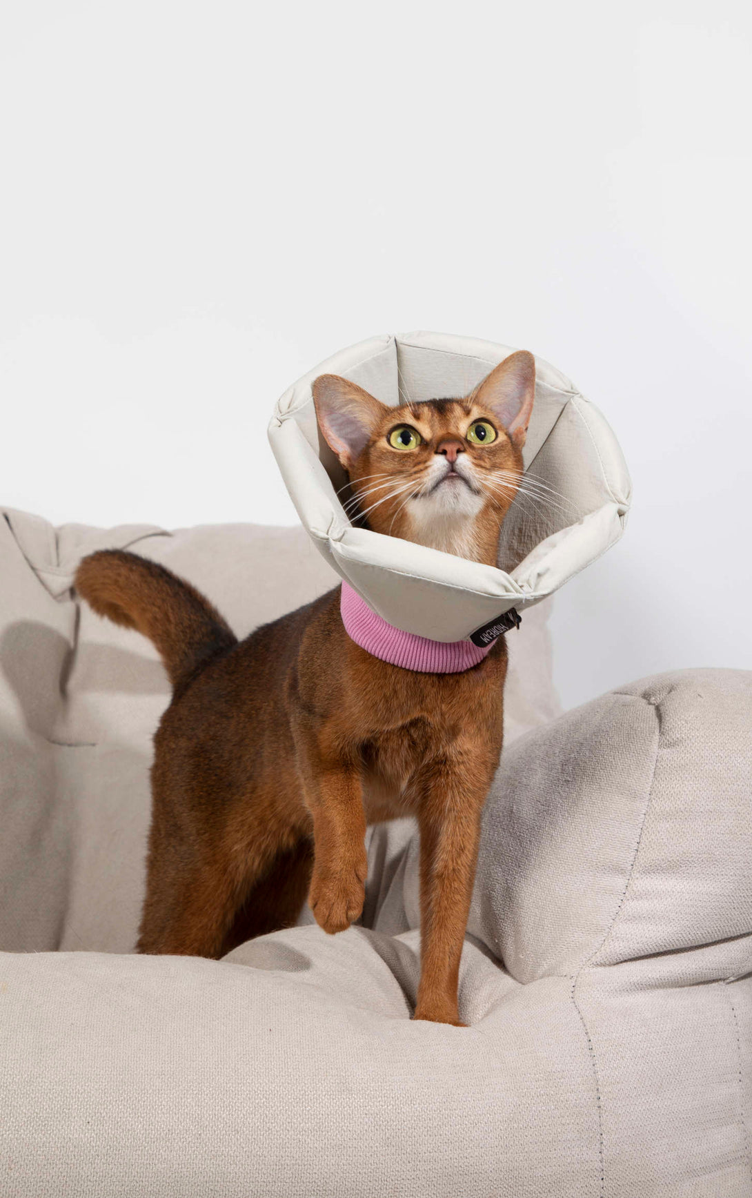 Dog & Cat Foam Cone Collar - PawsAndUnion