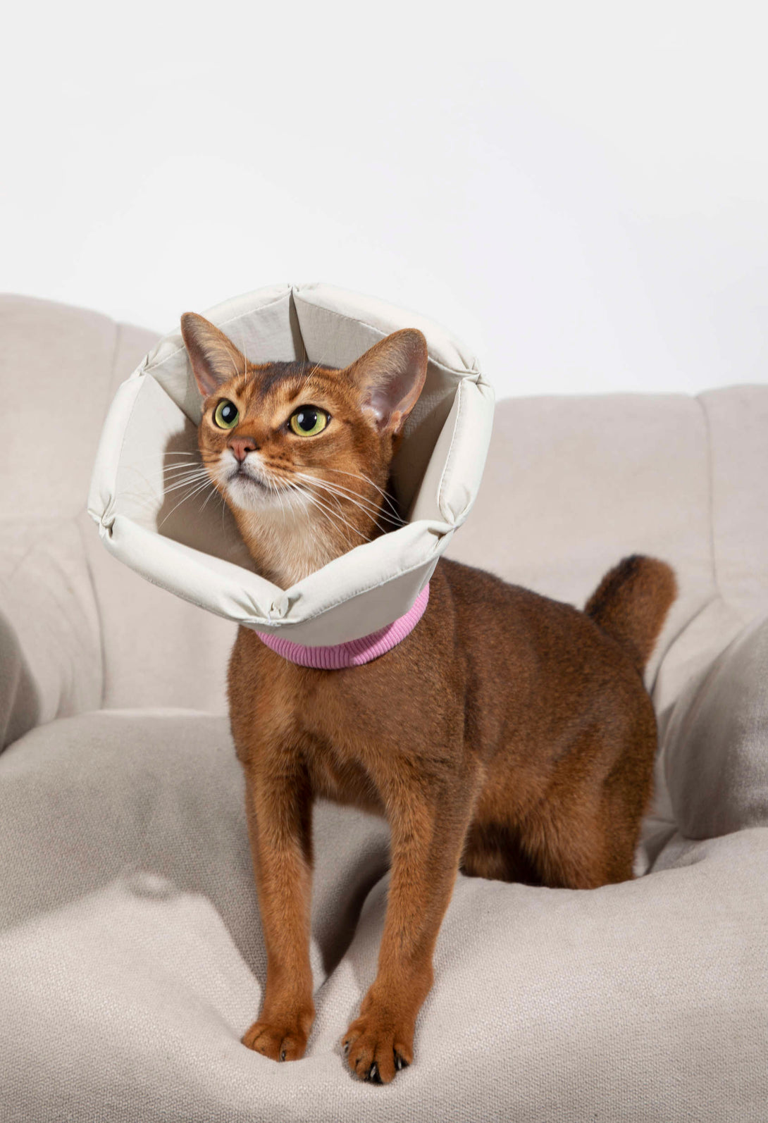 Dog & Cat Foam Cone Collar - PawsAndUnion