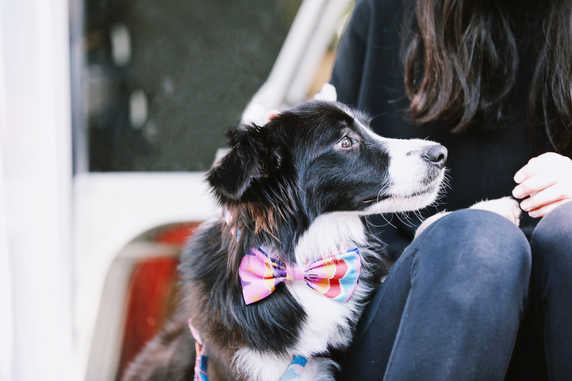 Dog & Cat Bow-knot - PawsAndUnion