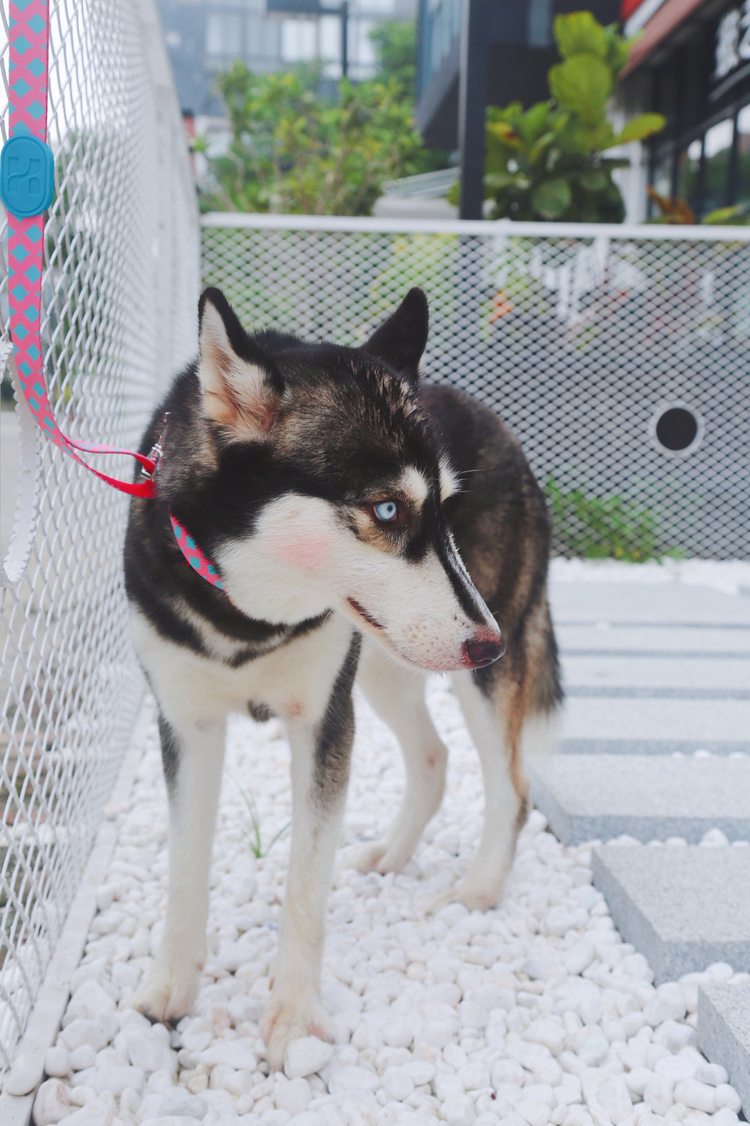 Dog Collar - PawsAndUnion