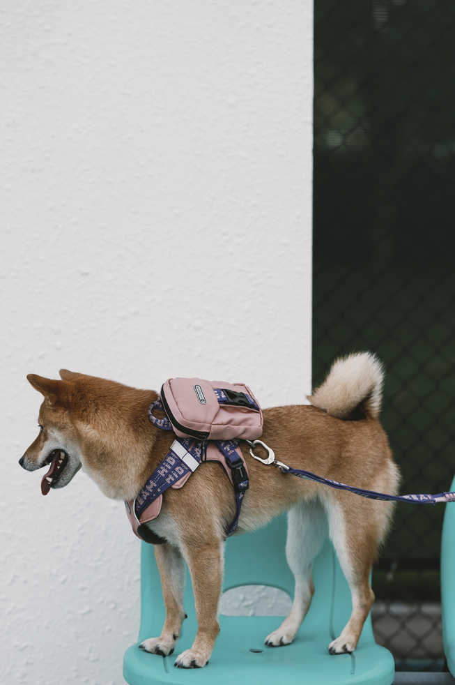 Reflective Dog Harness - PawsAndUnion