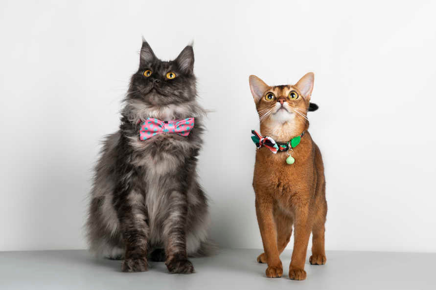 Dog & Cat Bow-knot - PawsAndUnion