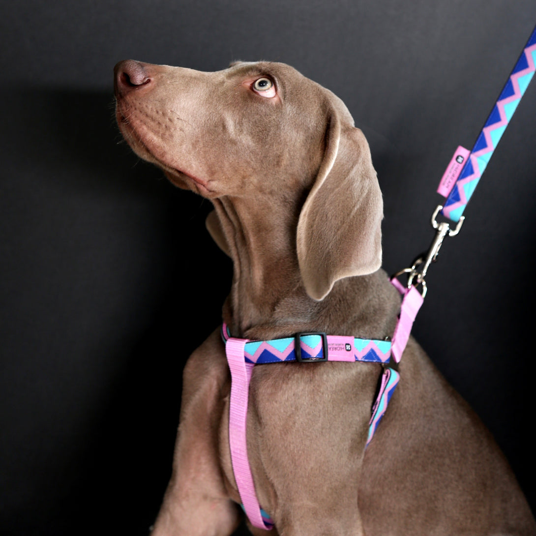 Dog Harness - PawsAndUnion